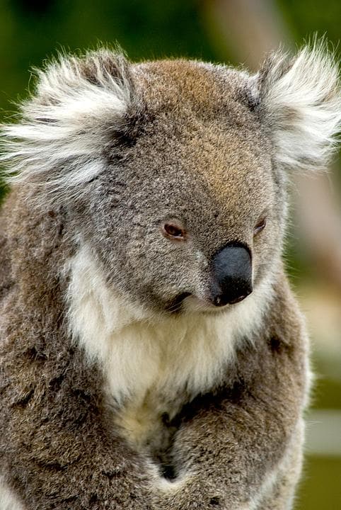 Koala